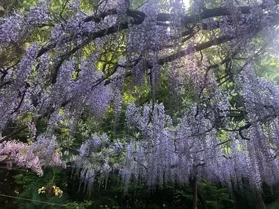 くろさわ藤園