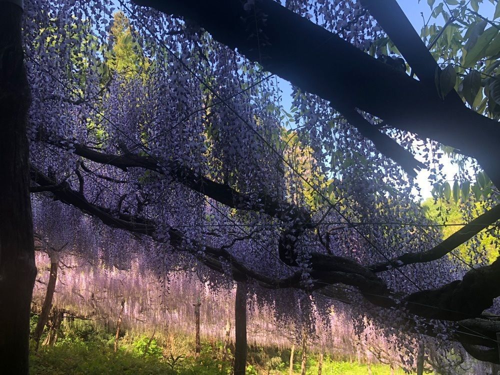 それなはとけさんが投稿したくろさわ藤園に関する口コミの画像