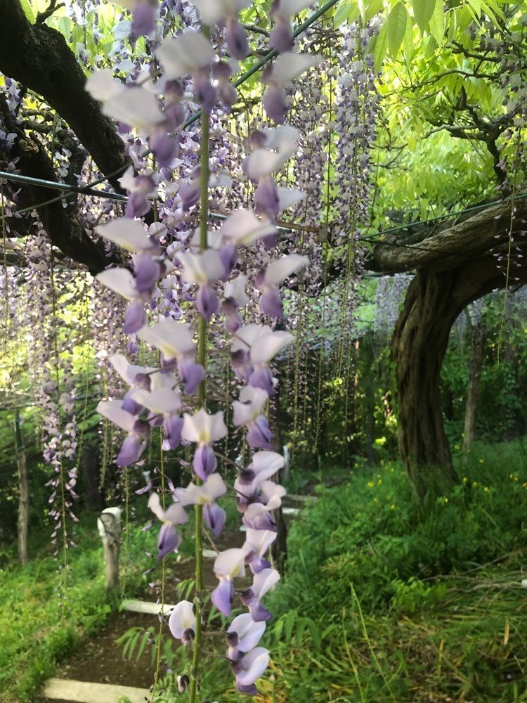 それなはとけさんが投稿したくろさわ藤園に関する口コミの画像