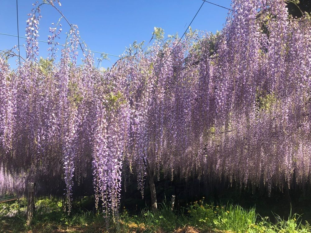 それなはとけさんが投稿したくろさわ藤園に関する口コミの画像