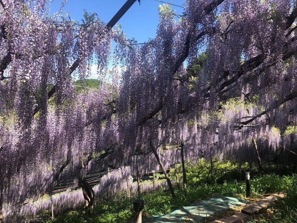 それなはとけさんが投稿したくろさわ藤園に関する口コミの画像