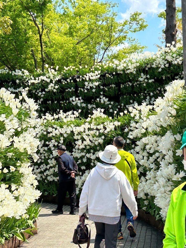 jun1216さんが投稿したチューリップ四季彩館に関する口コミの画像