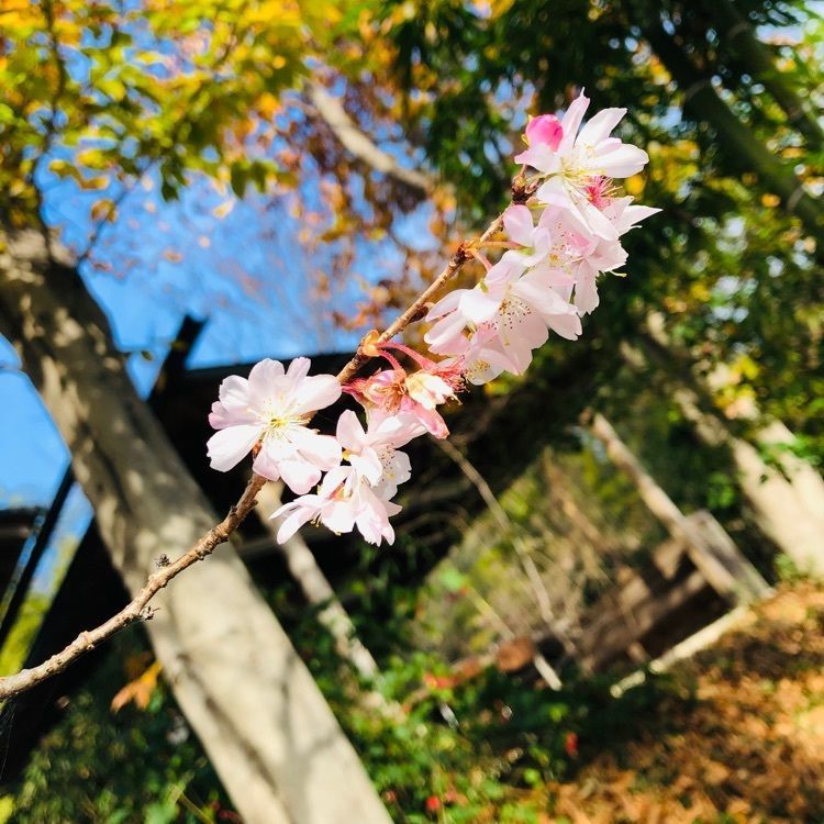 池ちゃんさんが投稿した竹林に関する口コミの画像