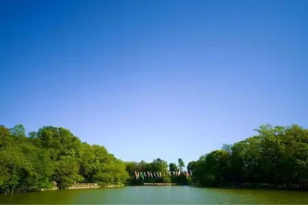 善福寺公園のスイレン