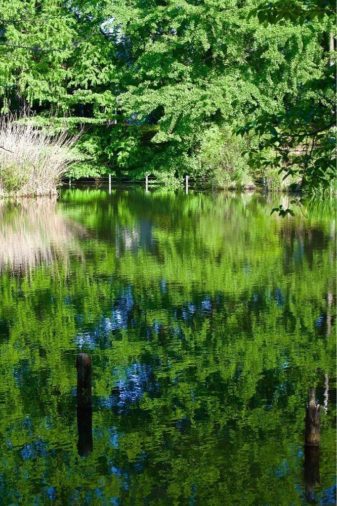junkunさんが投稿した善福寺公園のスイレンに関する口コミの画像