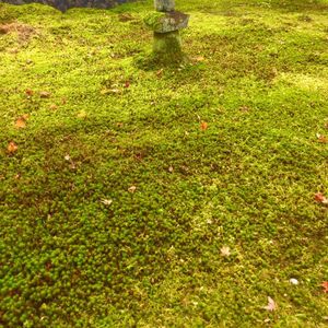 由比正雪首塚 4枚目