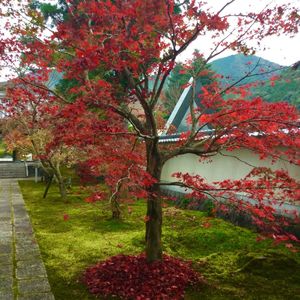 由比正雪首塚 6枚目