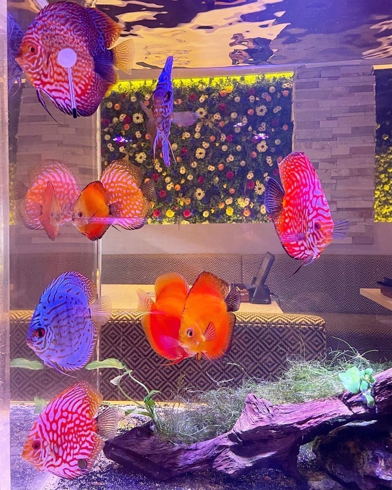 mai626さんが投稿したaquarium dining サカナノセカイ（【旧店名】akivic AQUARIUM DINING）に関する口コミの画像