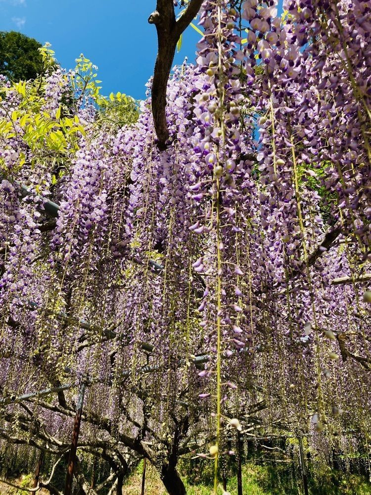 So-kunさんが投稿した白毫寺（兵庫県丹波市）に関する口コミの画像