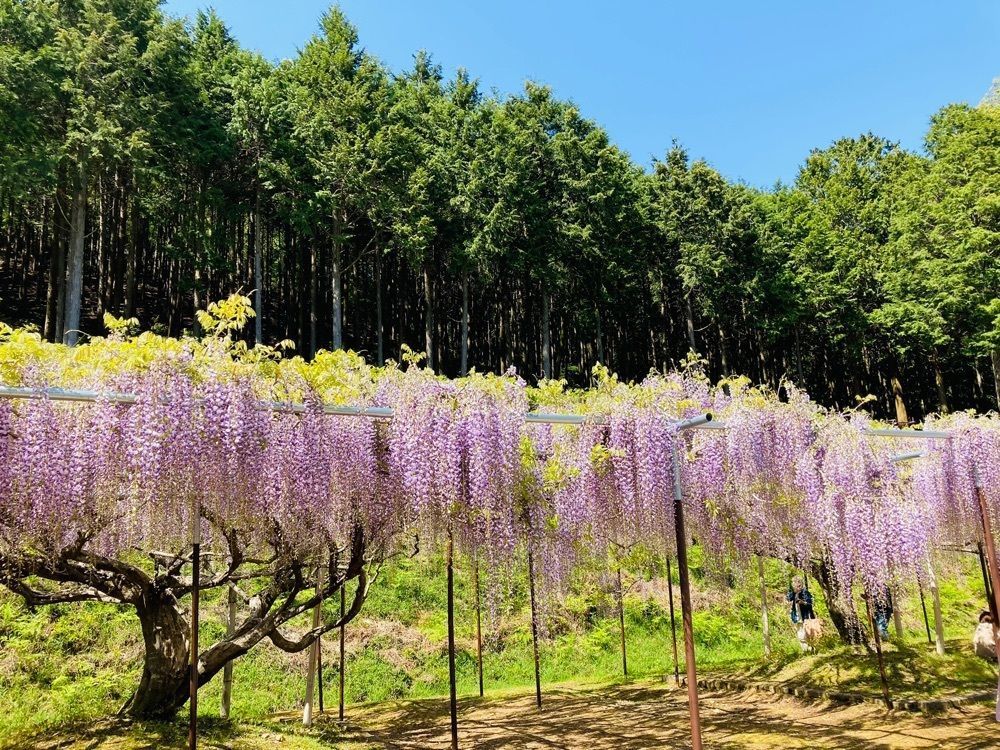 So-kunさんが投稿した白毫寺（兵庫県丹波市）に関する口コミの画像