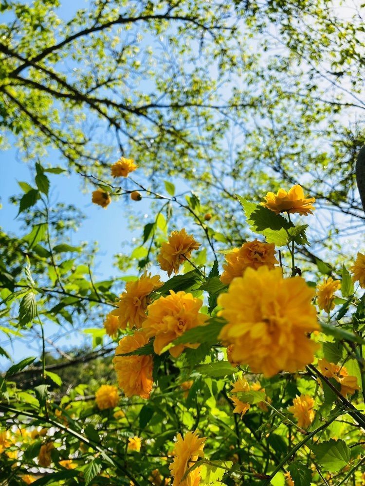 So-kunさんが投稿した白毫寺（兵庫県丹波市）に関する口コミの画像