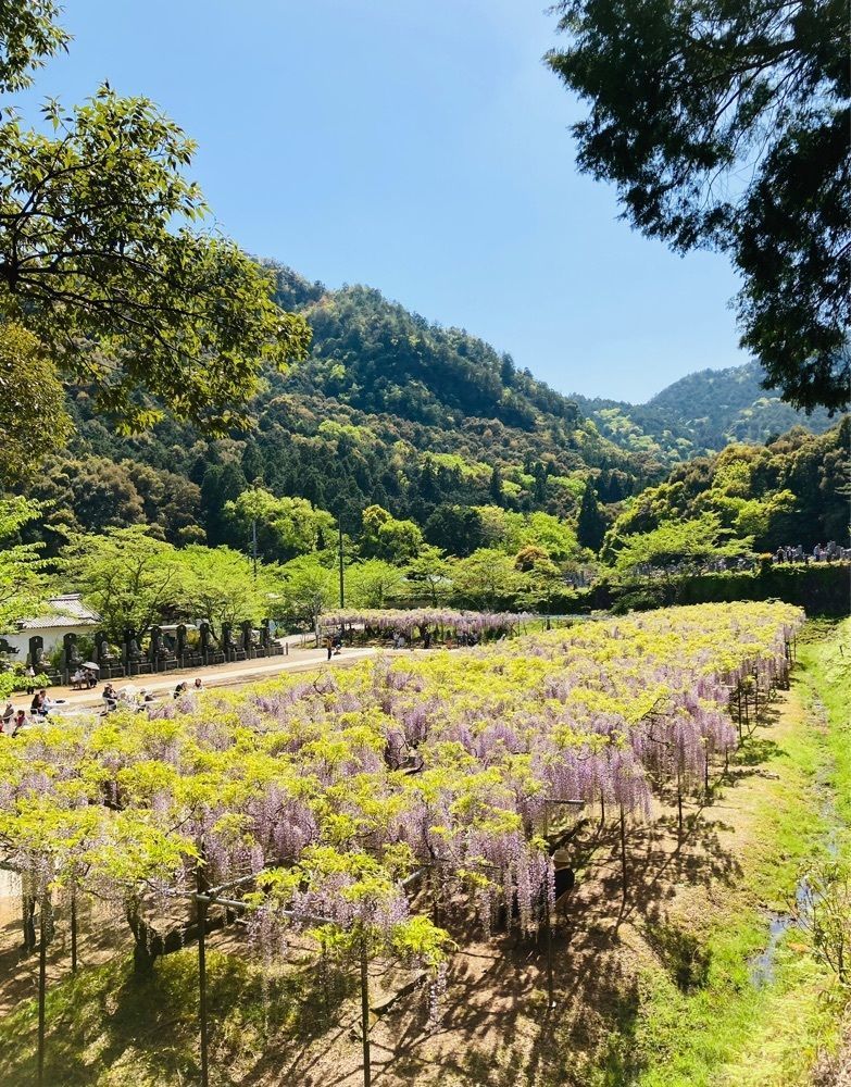 So-kunさんが投稿した白毫寺（兵庫県丹波市）に関する口コミの画像