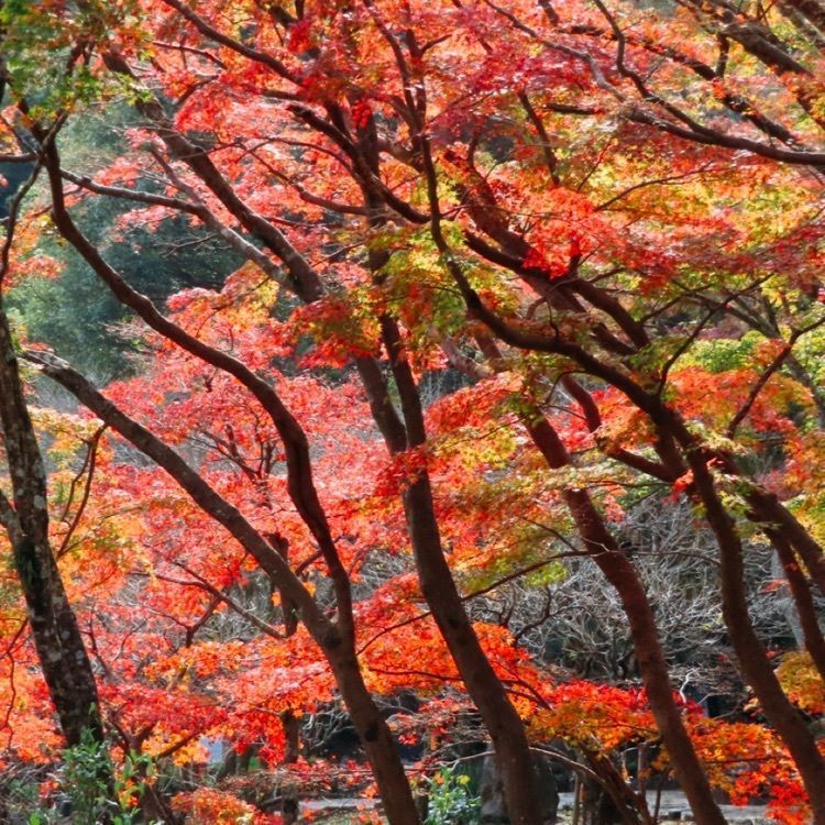 yoshiさんが投稿した熱海梅園の紅葉に関する口コミの画像