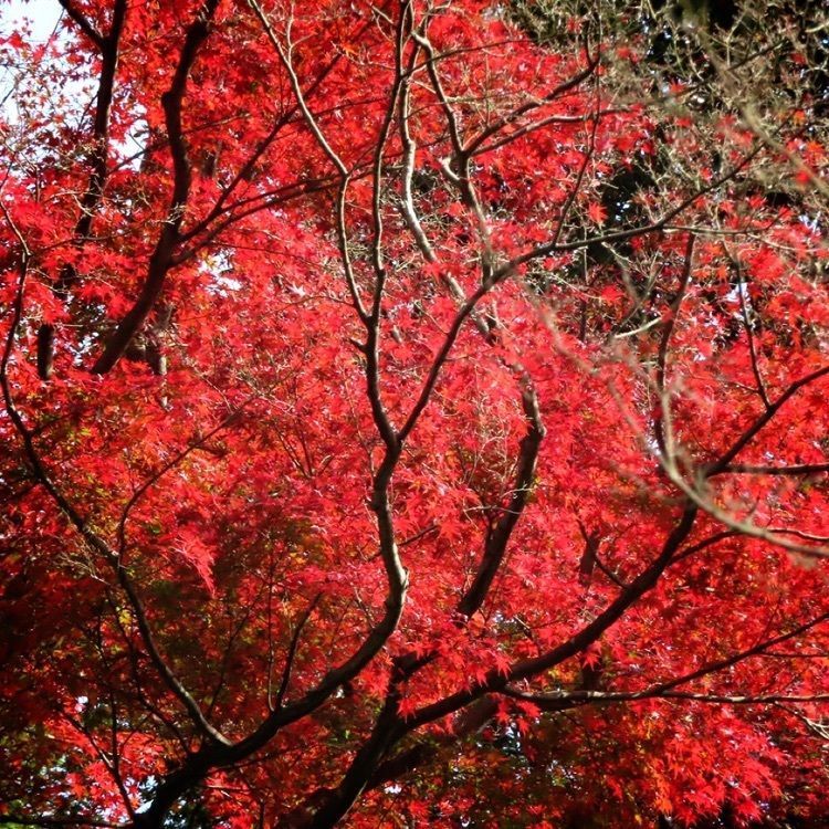 yoshiさんが投稿した熱海梅園の紅葉に関する口コミの画像