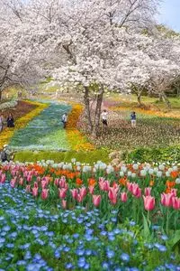 火の山公園／さくら