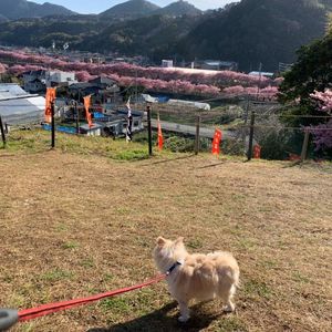 河津桜