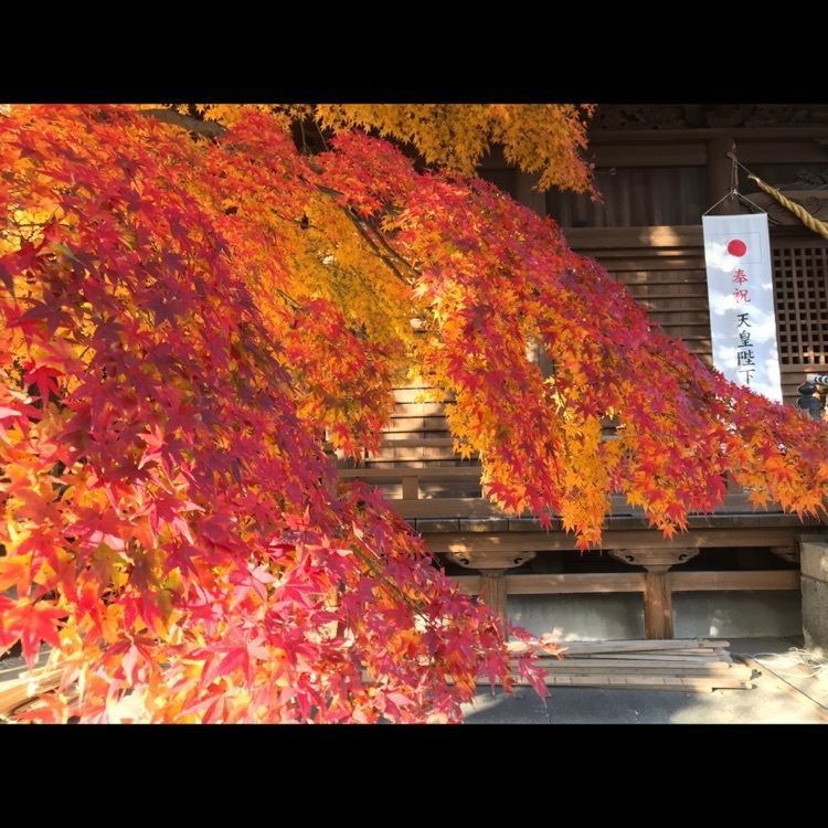 なおなおさんが投稿した大山緑地に関する口コミの画像