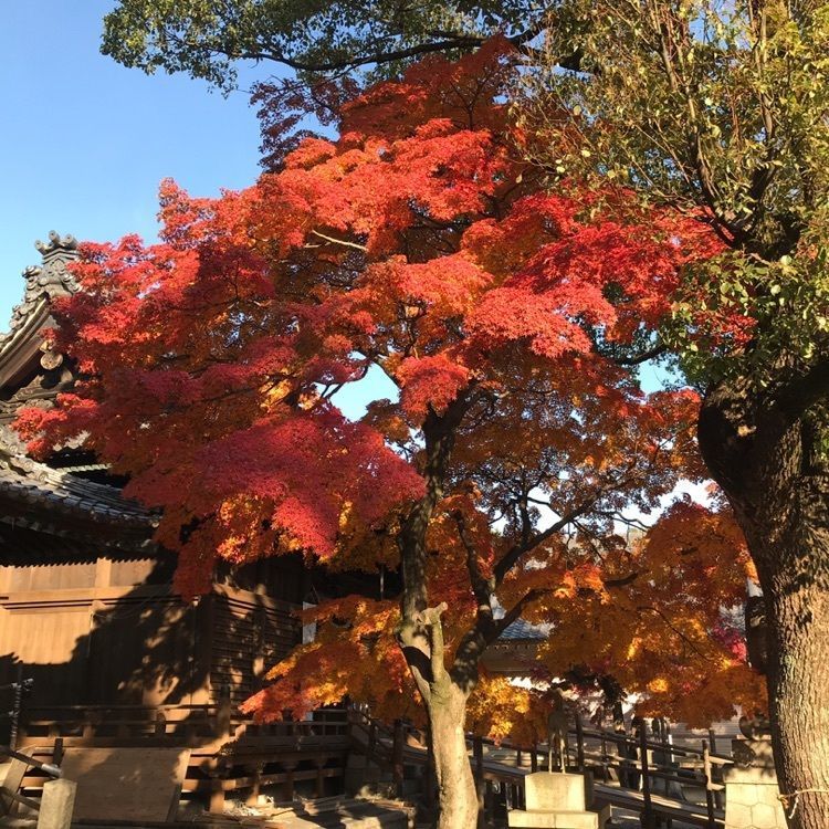 なおなおさんが投稿した大山緑地に関する口コミの画像