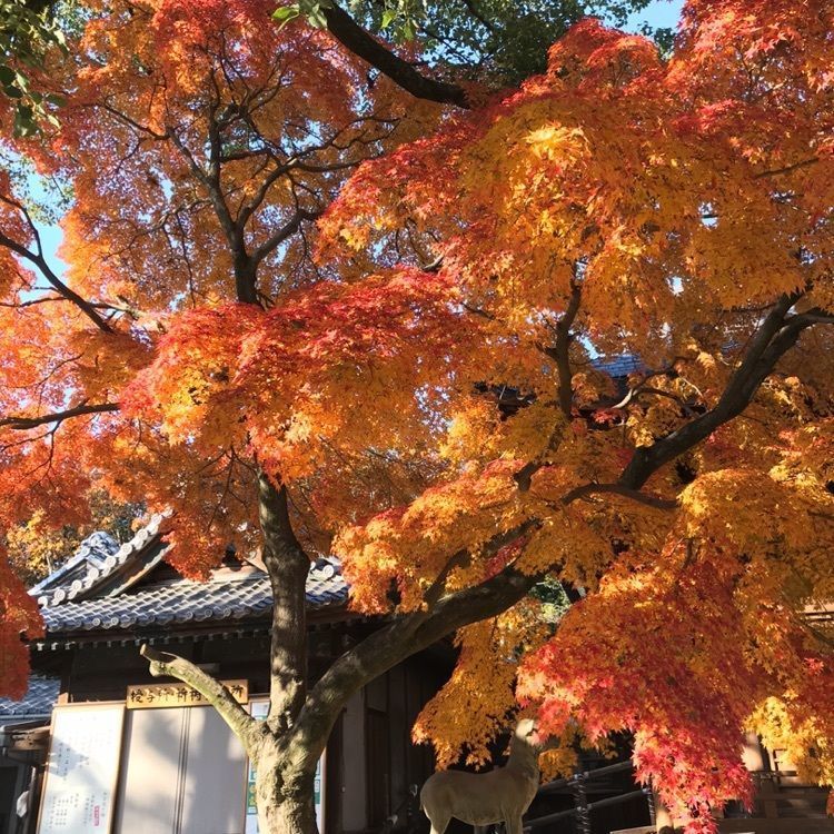 なおなおさんが投稿した大山緑地に関する口コミの画像