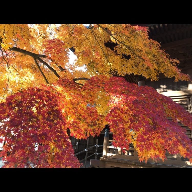 なおなおさんが投稿した大山緑地に関する口コミの画像