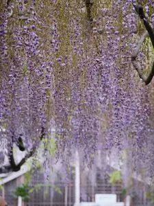大歳神社の千年藤