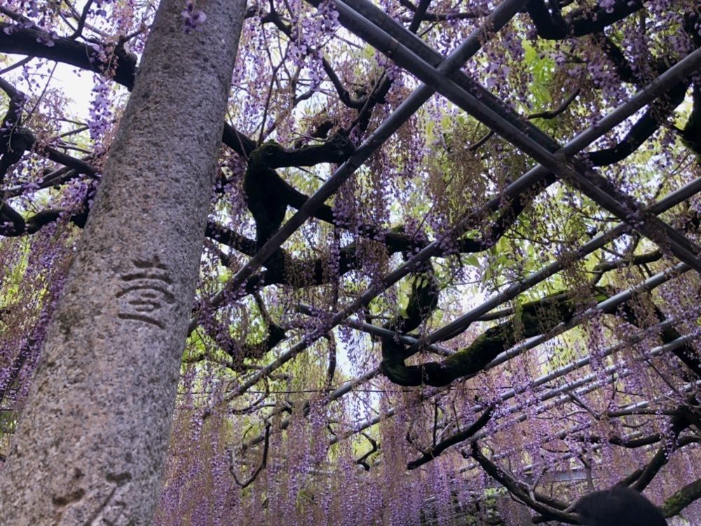 フラミンゴさんが投稿した大歳神社の千年藤に関する口コミの画像