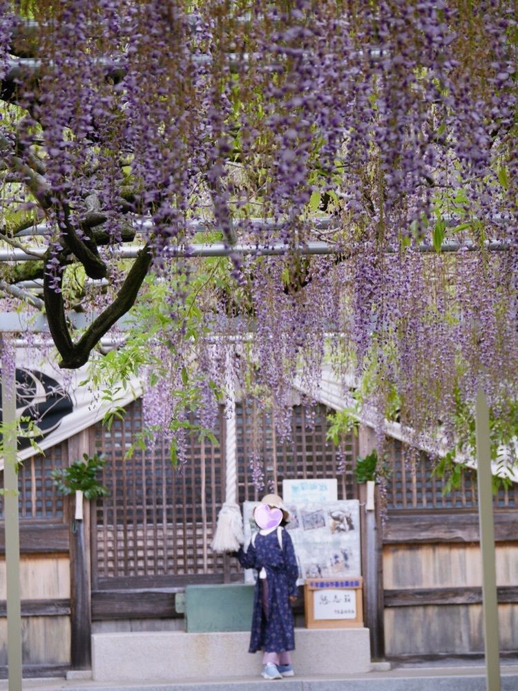 フラミンゴさんが投稿した大歳神社の千年藤に関する口コミの画像