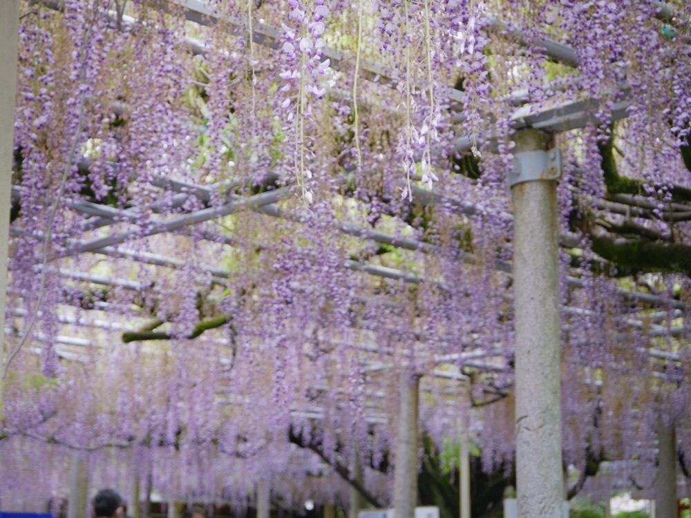 フラミンゴさんが投稿した大歳神社の千年藤に関する口コミの画像