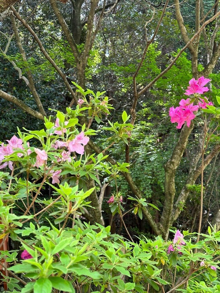 blossom&C7さんが投稿した島本町に関する口コミの画像