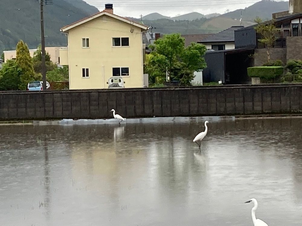 Howl Monさんが投稿した由布岳温泉に関する口コミの画像
