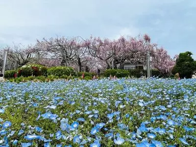 フラワーパークせらふじ園