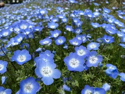 花夢の里