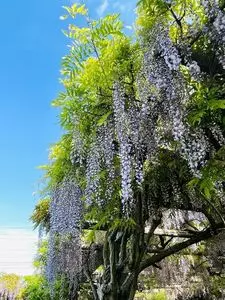 呉市水道局三永水源地堰堤