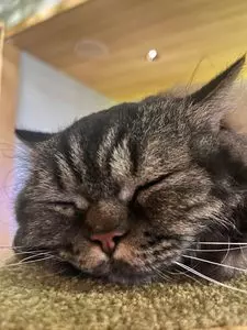猫カフェ モカラウンジ 新宿店（CAT CAFE MOCHA）