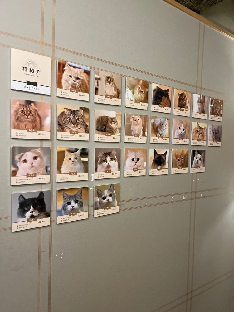 yoko_tokyoiventlifeさんが投稿した猫カフェ モカラウンジ 新宿店（CAT CAFE MOCHA）に関する口コミの画像