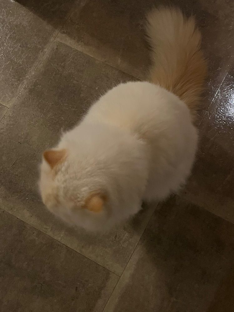 yoko_tokyoiventlifeさんが投稿した猫カフェ モカラウンジ 新宿店（CAT CAFE MOCHA）に関する口コミの画像