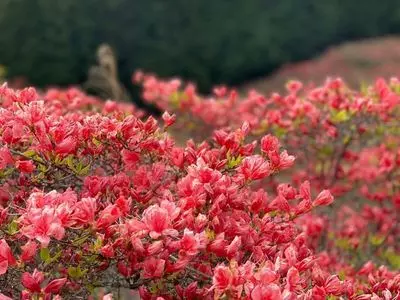 葛城山のツツジ