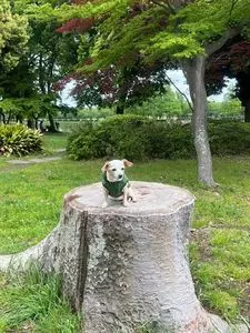 水元公園レンタサイクル