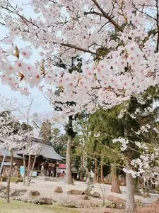 新庄城址