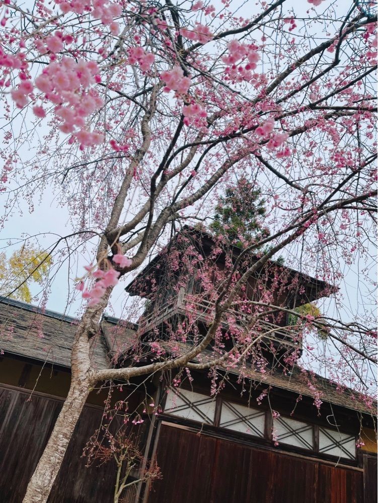 猫なぎ。さんが投稿した新庄城址に関する口コミの画像