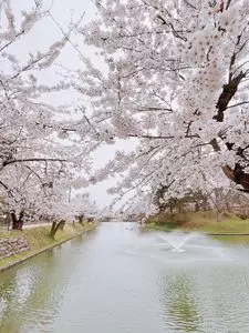 最上公園の桜