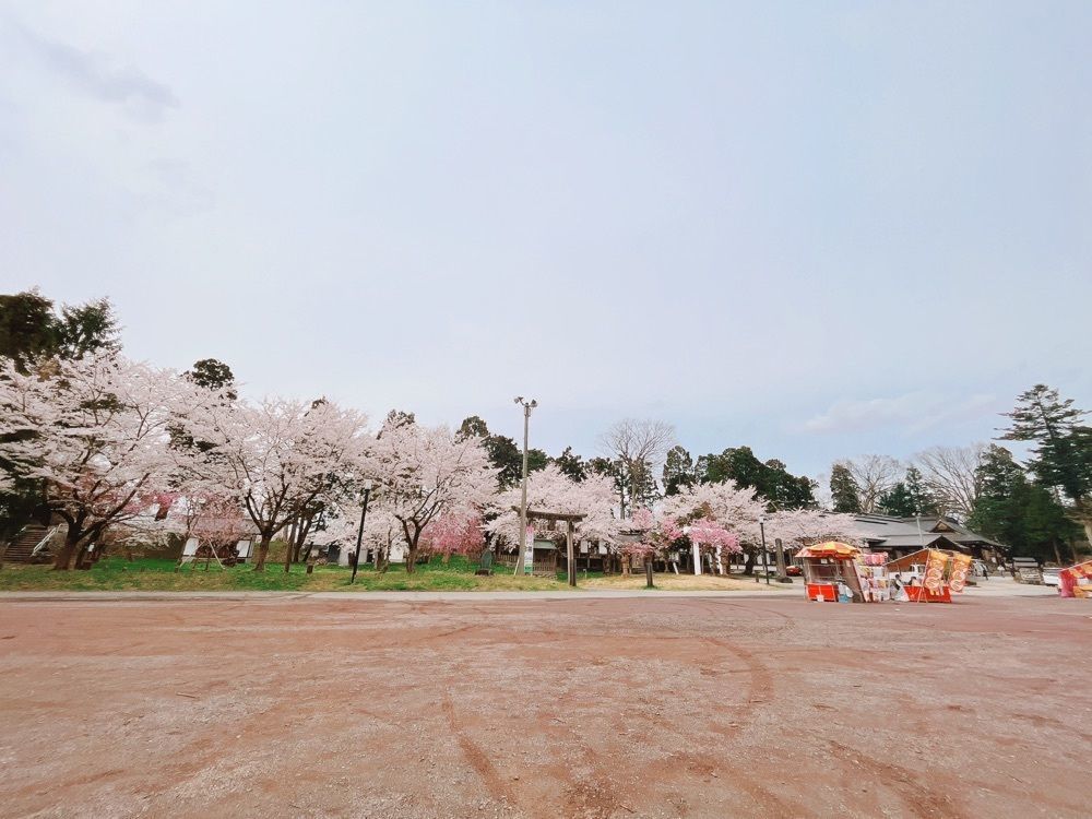 猫なぎ。さんが投稿した最上公園の桜に関する口コミの画像