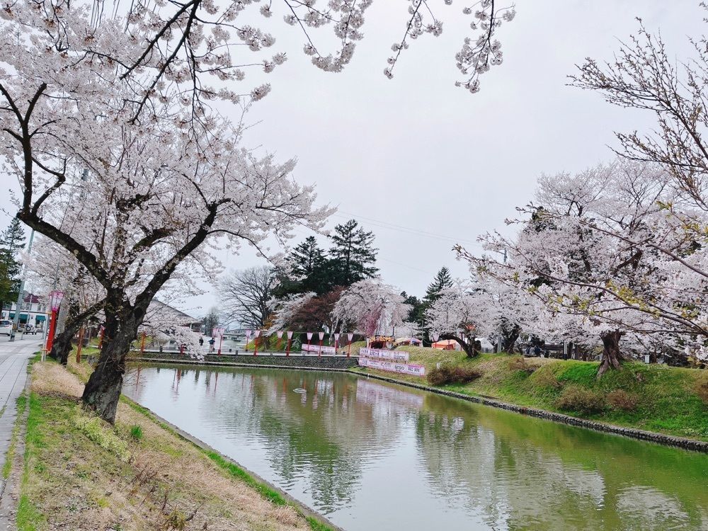 猫なぎ。さんが投稿した最上公園の桜に関する口コミの画像