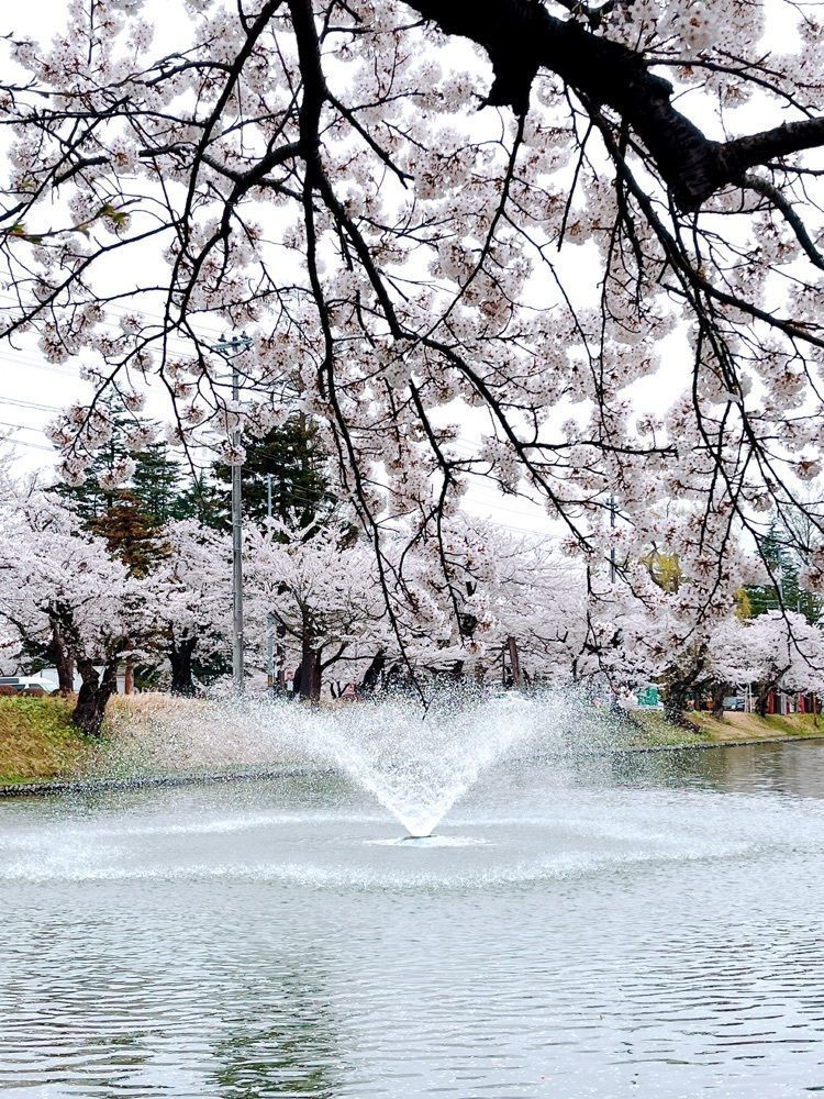 猫なぎ。さんが投稿した最上公園の桜に関する口コミの画像