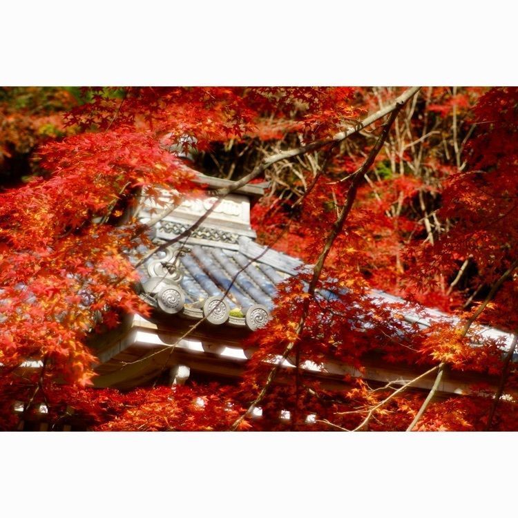 m_keijiさんが投稿した金蔵寺に関する口コミの画像