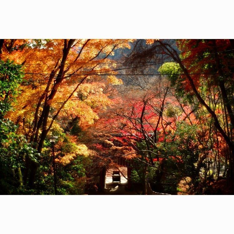 m_keijiさんが投稿した金蔵寺に関する口コミの画像