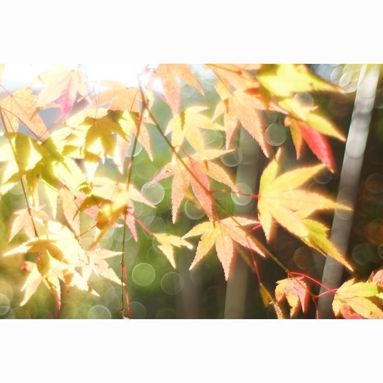 m_keijiさんが投稿した金蔵寺に関する口コミの画像