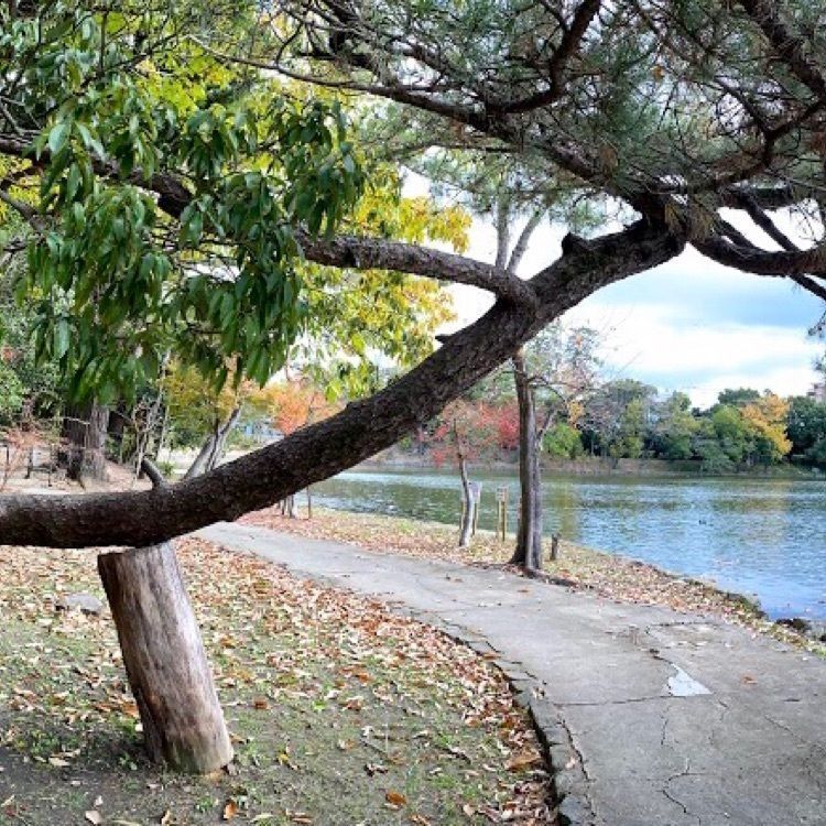 ＤＪゴン太さんが投稿した緑ケ丘公園（兵庫県伊丹市）に関する口コミの画像