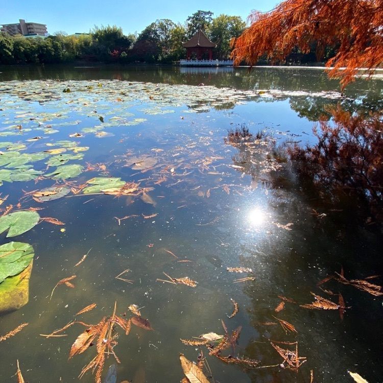 ＤＪゴン太さんが投稿した緑ケ丘公園（兵庫県伊丹市）に関する口コミの画像
