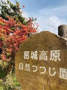 葛城山のツツジ